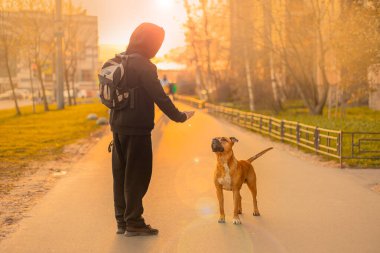 Siyah burunlu, sarkık kulaklı kahverengi bir köpek pitbull gün batımında elini uzatmış sahibine bakar. İtaatkar hayvan eğitme köpek gezdirme konsepti