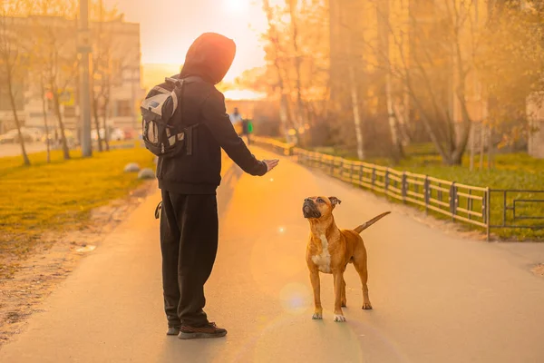 Siyah burunlu, sarkık kulaklı kahverengi bir köpek pitbull gün batımında elini uzatmış sahibine bakar. İtaatkar hayvan eğitme köpek gezdirme konsepti