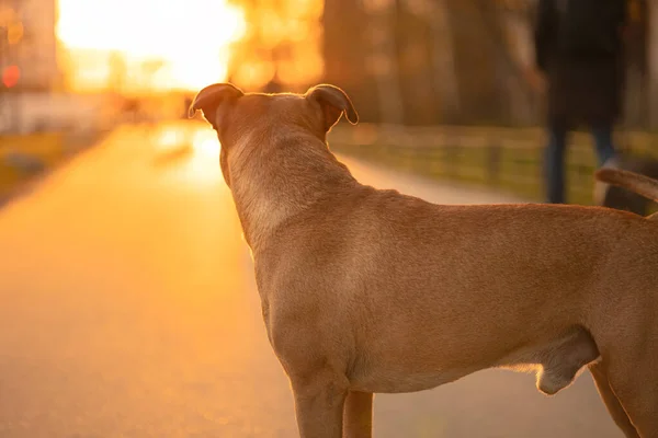 Brun Hanhund Pitbull Med Hängande Öron Står Och Tittar Solnedgången — Stockfoto