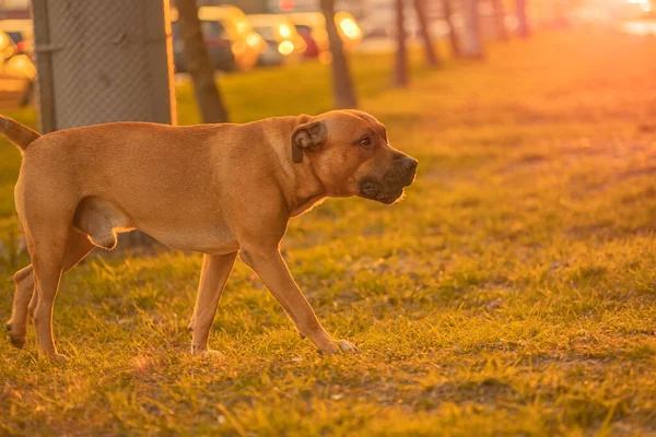 Cão Macho Marrom Misto Pitbull Raça Com Nariz Preto Orelhas — Fotografia de Stock