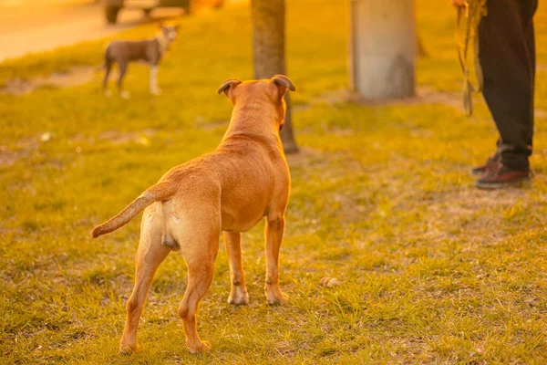 Cão Misto Macho Marrom Pitbull Raça Com Orelhas Caídas Fica — Fotografia de Stock
