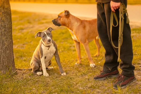 Dois Cães Mestiços Raça Com Orelhas Caídas Pitbulls Marrom Macho — Fotografia de Stock