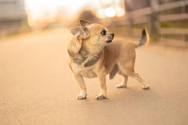 Liten Leksak Hund Hane Blandras Skäller Ljusbrun Färg Står Asfaltvägen — Stockfoto