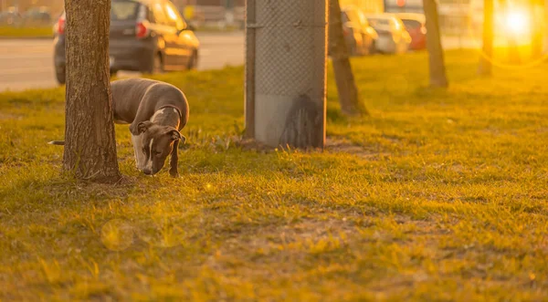 Cão Raça Mista Cinza Branco Uma Coleira Fica Parque Livre — Fotografia de Stock