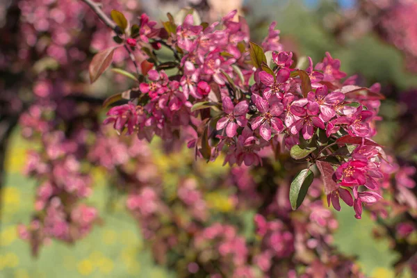 Een Tak Van Lente Bloeiende Appelboom Met Fel Roze Bloemen — Stockfoto