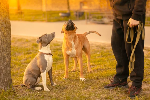 Dois Cães Mestiços Raça Com Orelhas Caídas Pitbulls Marrom Macho — Fotografia de Stock