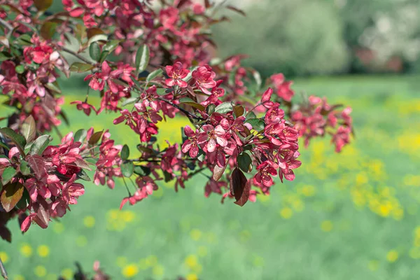 Een Tak Van Voorjaar Bloeiende Appelboom Met Fel Roze Rode — Stockfoto