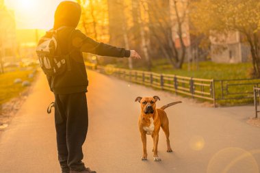 Siyah burunlu ve sarkık kulaklı kahverengi bir köpek pitbull gün batımında elini uzatmış siyahlı adama bakmaz. İtaatkar hayvan eğitme köpek gezdirme konsepti