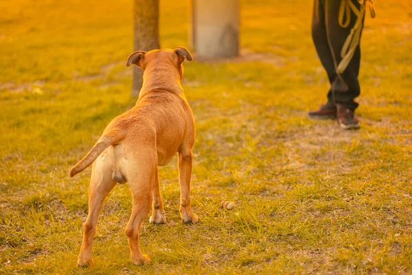 A brown male dog mixed breed pitbull with drooping ears stands on grass in the city park, looking in the side of the owner background. Dog walking training concept in warm light of sun. Back view