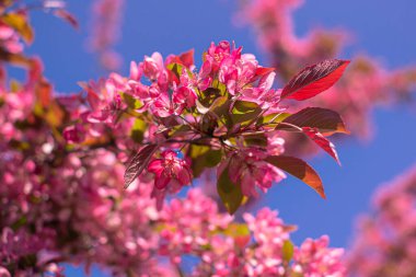 Parkta parlak pembe çiçekli bahar çiçekli elma ağacı mavi gökyüzünün arka planına karşı çiçek açar. Makro