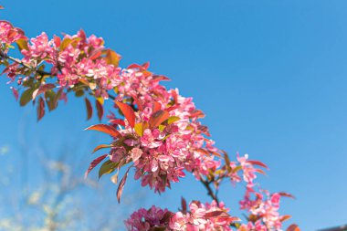 Parkta parlak pembe çiçeklerle açan bir bahar dalı açık mavi gökyüzünün arka planına karşı çiçek açar. Yakın plan.