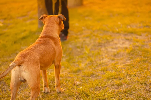 A brown male dog mixed breed pitbull with drooping ears stand back on grass in the park, looking in the side of the owner background blurred. Dog walking concept in light of sun, sunset. Place for text