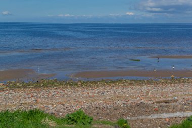 Kuzey Baltık Denizi 'nin kumlu çakıl taşı kıyısı. Yeşil ve kırmızı taşlar ve çimenler, kuşlar, mavi gökyüzü ve beyaz bulutlar.