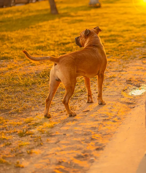 Cão Macho Marrom Misto Pitbull Raça Com Nariz Escuro Orelhas — Fotografia de Stock