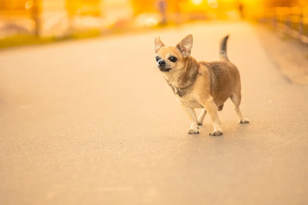 Liten Leksak Hund Hane Blandras Ljusbrun Färg Står Asfaltvägen Gatan — Stockfoto