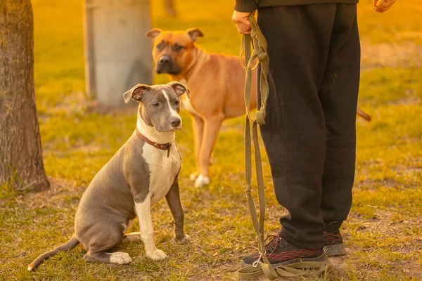 Conceito Treino Cães Dois Cães Mestiços Raça Com Orelhas Caídas — Fotografia de Stock
