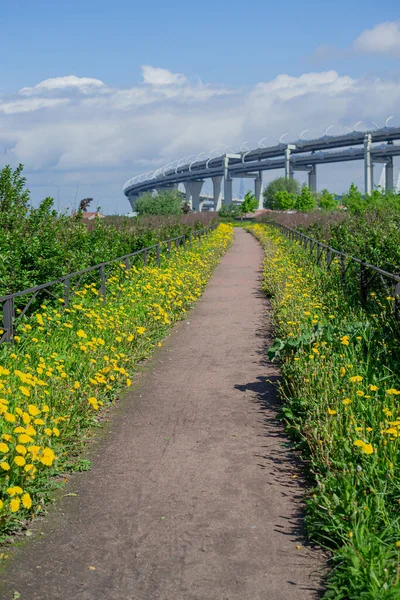 Ein Gerader Weg Inmitten Eines Grasfeldes Mit Blühenden Gelben Löwenzahn — Stockfoto