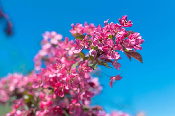 Een Weelderige Tak Van Lente Bloeiende Appelboom Met Fel Paars — Stockfoto