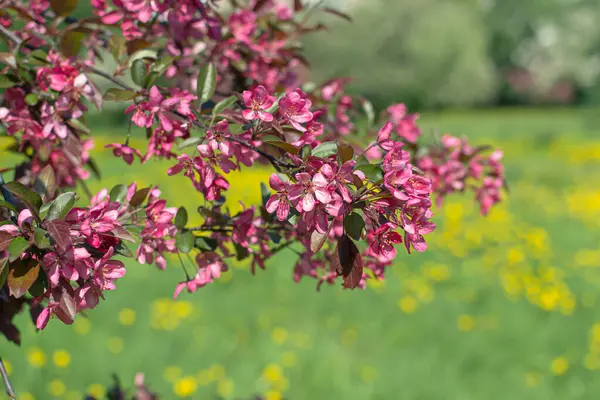 Een Tak Van Lente Bloeiende Appelboom Met Fel Roze Bloemen — Stockfoto