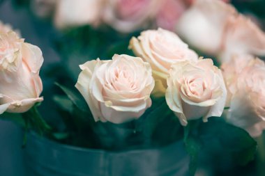 Açık beyaz güller yeşil yapraklı açık sarı pembe tomurcuklar metal kovada, soğuk bokeh, yakın plan