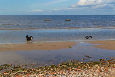 Deniz kıyısında çakıl taşları ve uçan bir karga kuşu ile yürüyen siyah melez bir köpek ve bulutlu mavi bir denizin arka planında yansıyan su birikintileri.