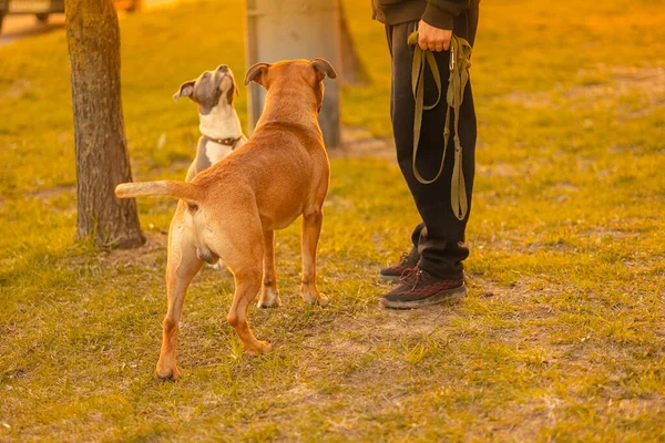 Dois Cães Mestiços Raça Com Orelhas Caídas Pitbulls Macho Marrom — Fotografia de Stock