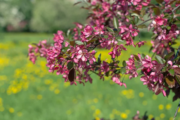 Een Tak Van Lente Bloeiende Appelboom Met Felroze Bloemen Bloeit — Stockfoto