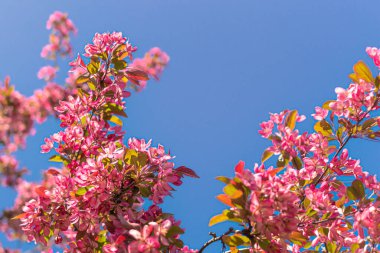 Bahar mevsiminin iki yemyeşil dalı, parlak mor narin çiçeklerle açan elma ağacı. Parkta mavi gökyüzünün arka planına doğru çiçek açıyor.