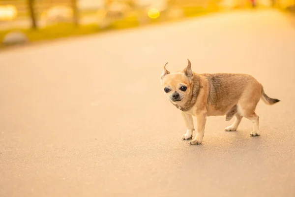 Liten Leksak Hund Hane Blandras Ljusbrun Färg Står Asfaltvägen Gatan — Stockfoto