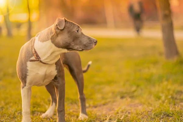 Cão Misto Raça Cor Cinzenta Branca Colarinho Está Parque Grama — Fotografia de Stock