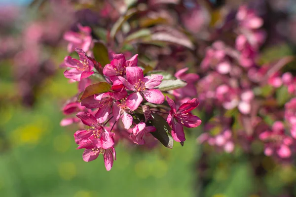 Macieira Florescente Primavera Com Flores Saturadas Cor Rosa Brilhantes Floresce — Fotografia de Stock