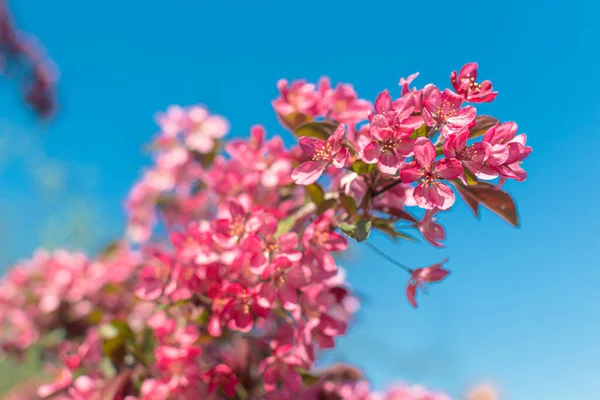 Helder Rose Delicate Bloemen Van Een Appelboom Een Tak Van — Stockfoto