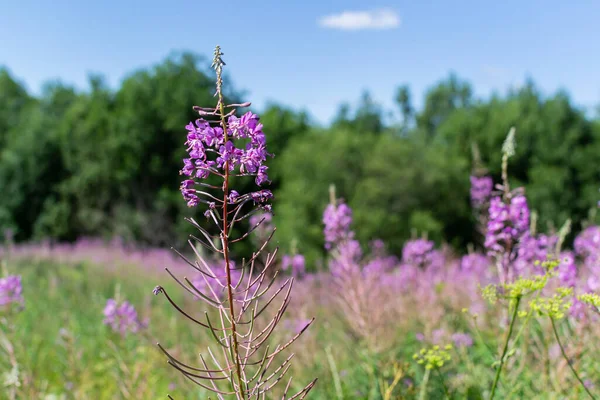 Fialová Růžová Willowherb Poli Louka Květinami Slunci Zblízka Fireweed Lesní — Stock fotografie