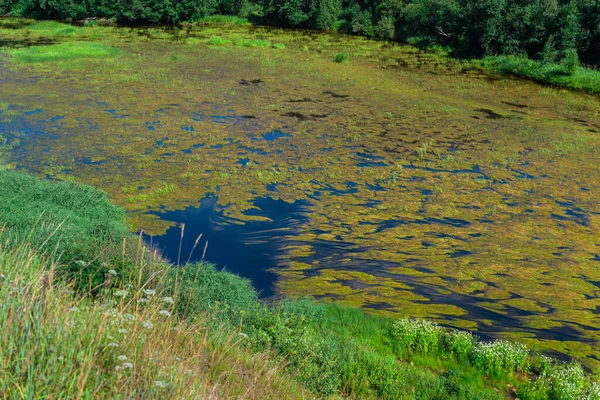 Una Fioritura Alghe Alghe Acqua Nel Fiume Fiorito Comparsa Sacco — Foto Stock