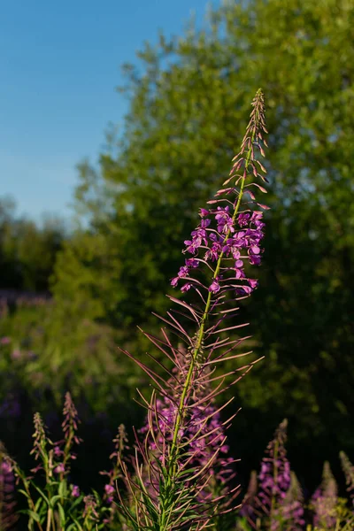 Paars Roze Lila Bloem Van Vuurwier Achtergrond Van Een Veld — Stockfoto