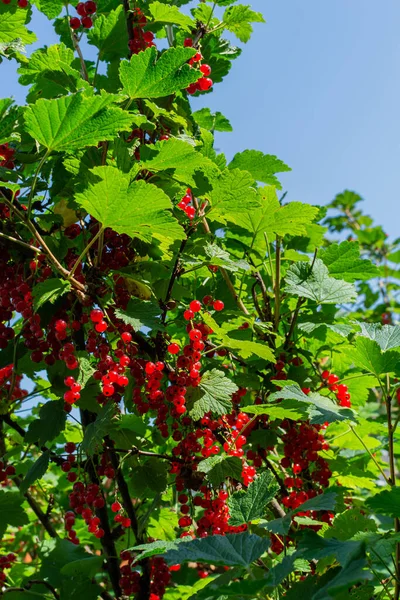 有成熟的鲜红醋栗果 在绿叶之间 在阳光下 特写下 夏天收获 蓝天背景下 开着绿叶 — 图库照片