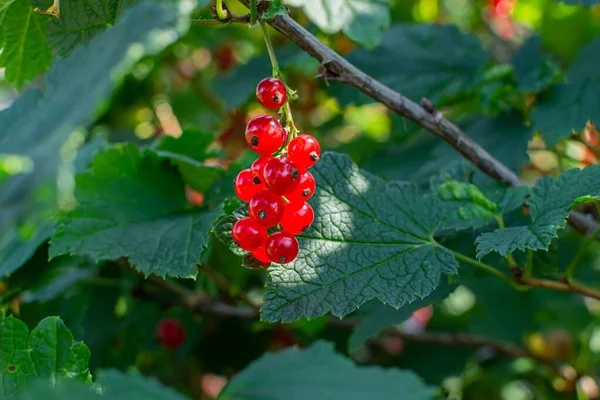 成熟的鲜红醋栗浆果挂在灌木丛绿叶间的树枝上 — 图库照片