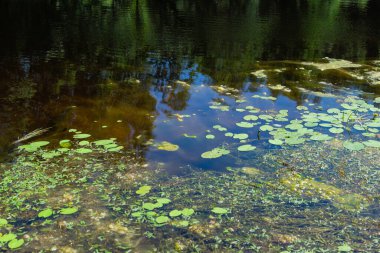 Bir alg çiçek açtı, nehirdeki su çiçek açtı, bir sürü yeşil yosun, çimen, su zambaklarının sahildeki ağaçlar arasında görünüşü yansıdı, yaz güneşli bir gün.