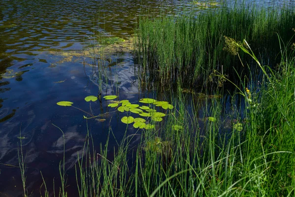 Une Floraison Algues Eau Dans Rivière Étang Fleuri Apparition Beaucoup — Photo