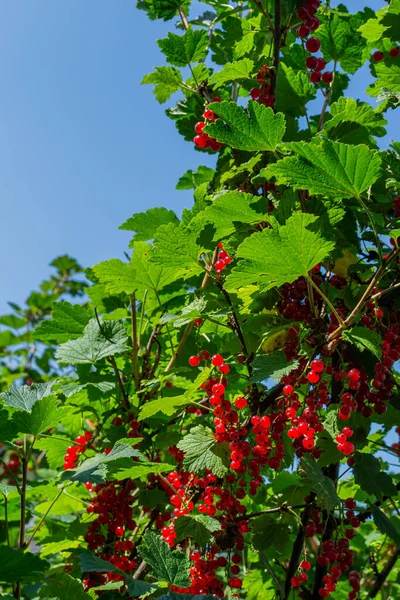 Molte Bacche Ribes Rosso Vivo Pendono Mazzi Ramo Tra Fogliame — Foto Stock