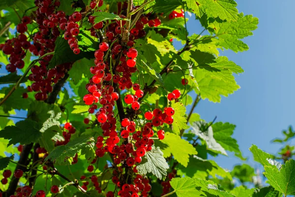 许多鲜红成熟的红醋栗浆果成束地挂在绿叶枝条上 树叶挂在灌木上 夏季收获 蓝天背景 — 图库照片