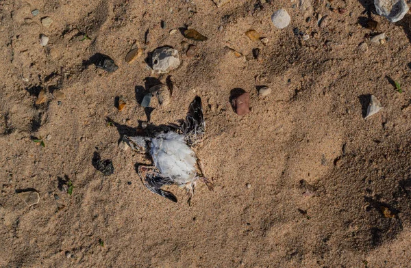 白い胸と短い翼を持つ小さな死んだ雛は 海岸に小石を持つ砂の上にあります 巣から落ちた トップビュー — ストック写真