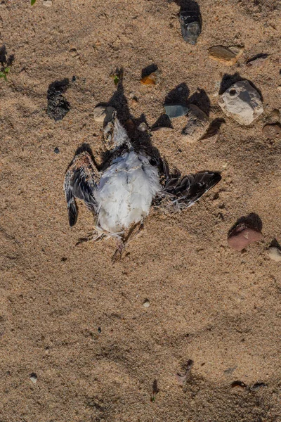 白い胸と短い翼を持つ小さな死んだ雛は 海岸に小石と砂の上にあります トップビュー 晴れた日 — ストック写真