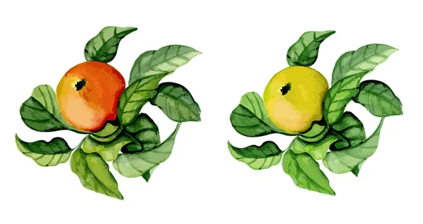 Manzanas maduras — Vector de stock