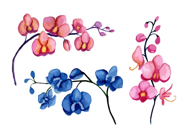 Орхидеи — стоковый вектор