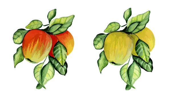 Pommes mûres sur une branche — Image vectorielle