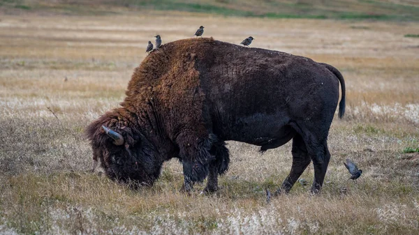 Stare Sitzen Auf Dem Rücken Eines Bisons Während Grast — Stockfoto