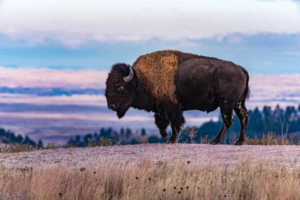 Sturdy Bison Está Parque Nacional Das Cavernas Eólicas Imagem De Stock