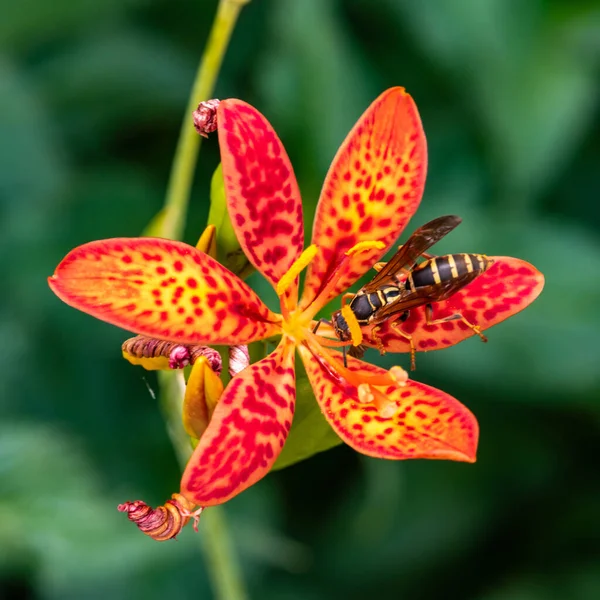 Wasp Voedt Zich Met Nectar Van Blackberry Lily — Stockfoto