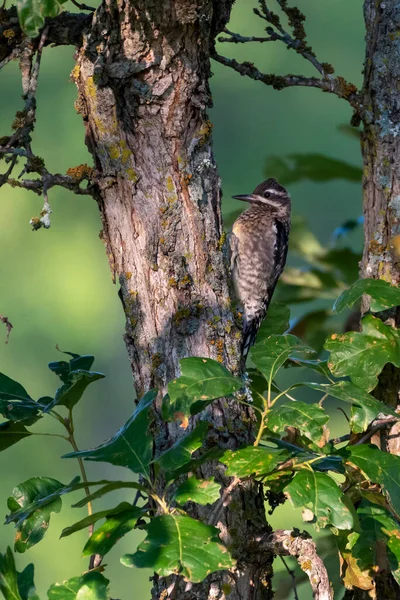 Female Hairy Woodpecker Climbs Tree — Stock Photo, Image